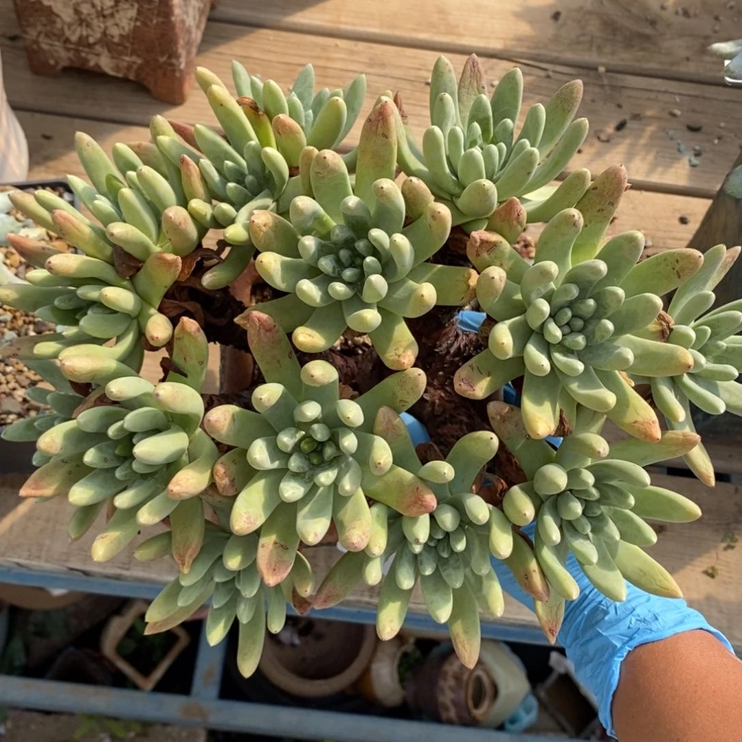 15号绿拇指杂大群