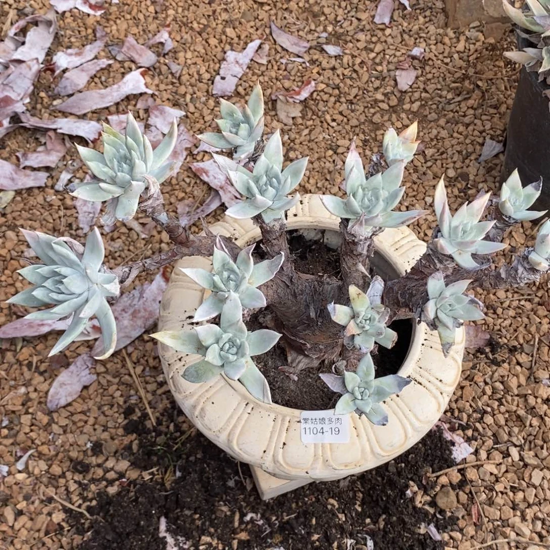 19号流丹白毫大群微瑕疵