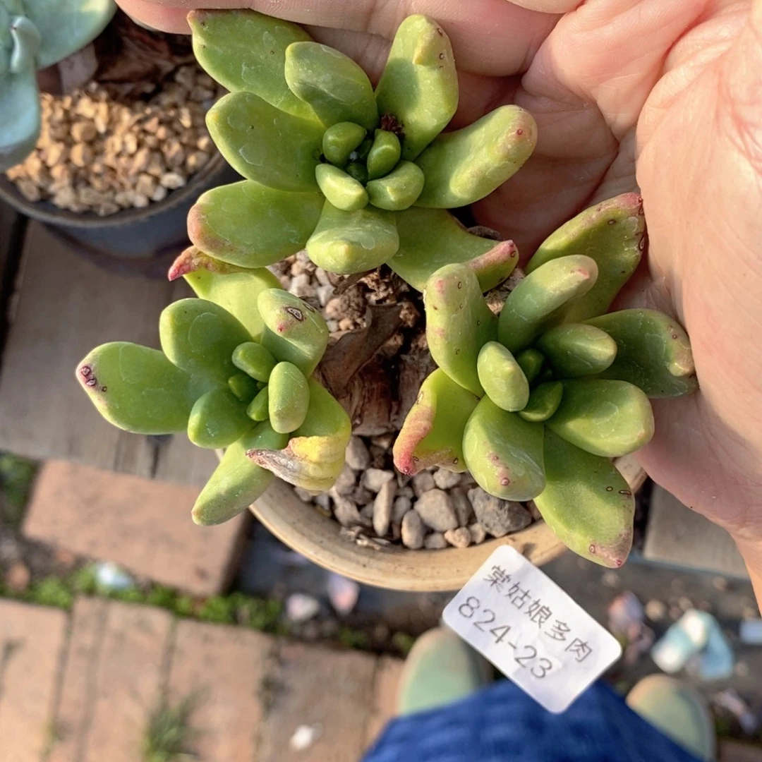 23号绿苹果叶小可爱