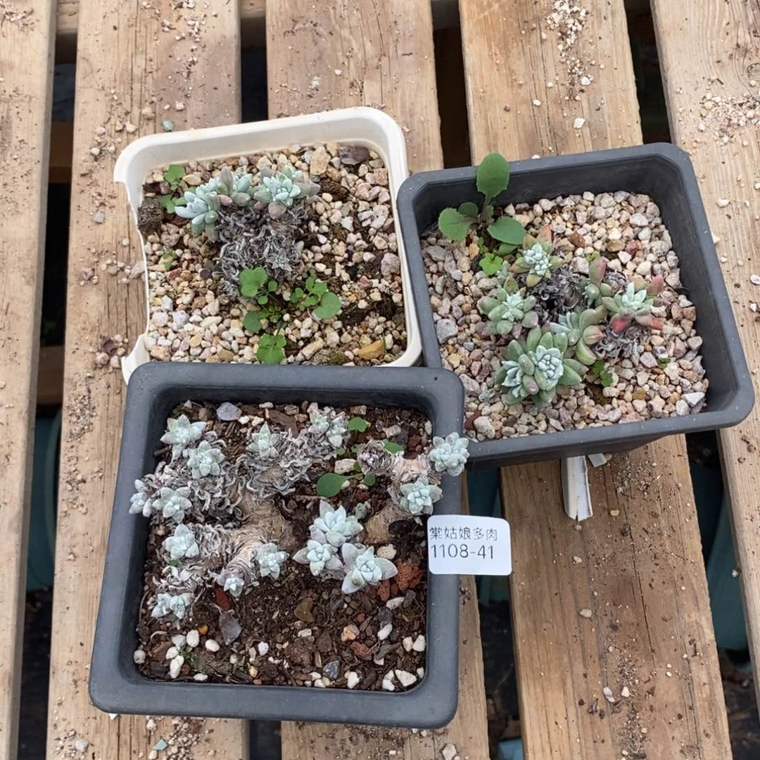 41号格诺吗瑕疵瑕疵三颗组合