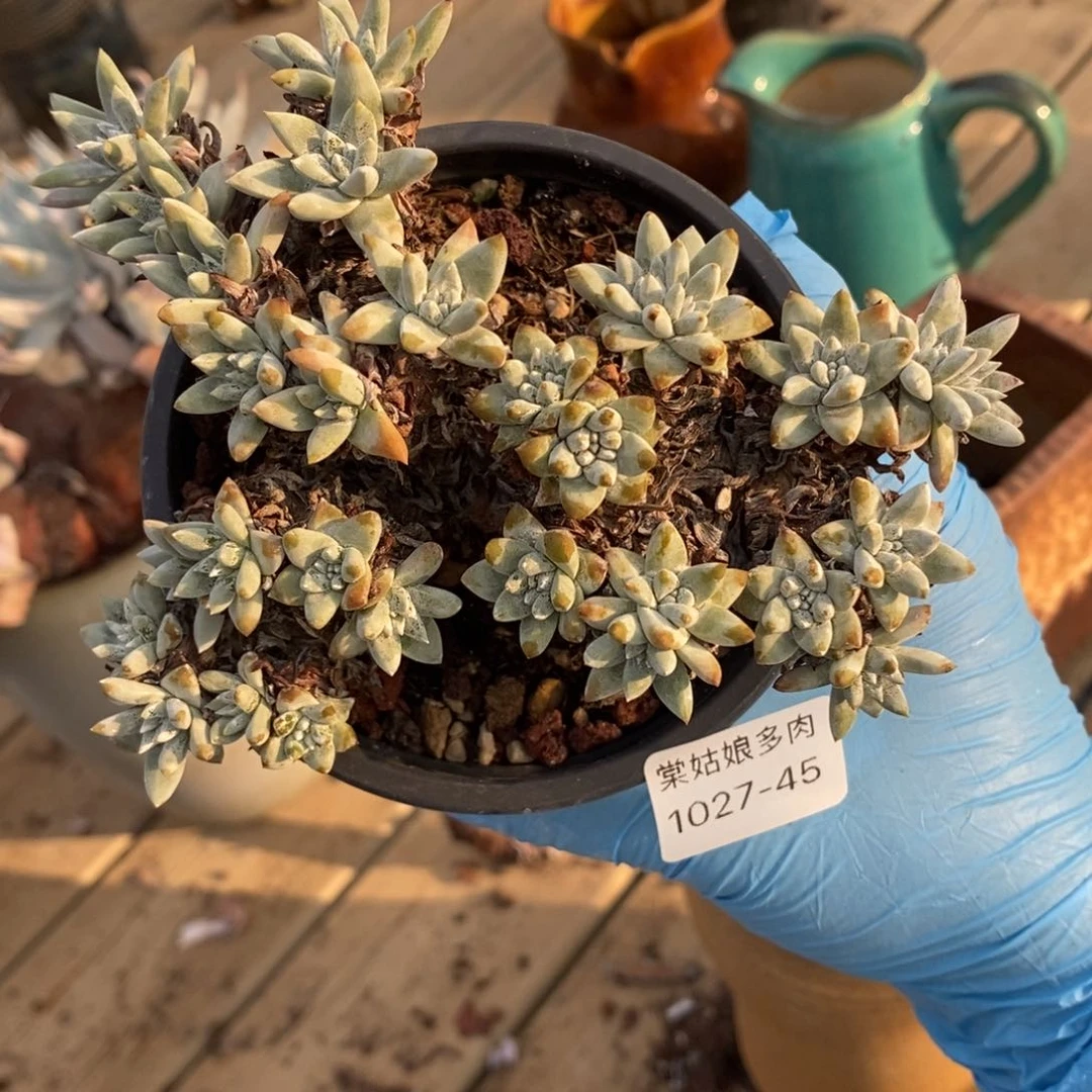 45号韩版格诺吗小可爱