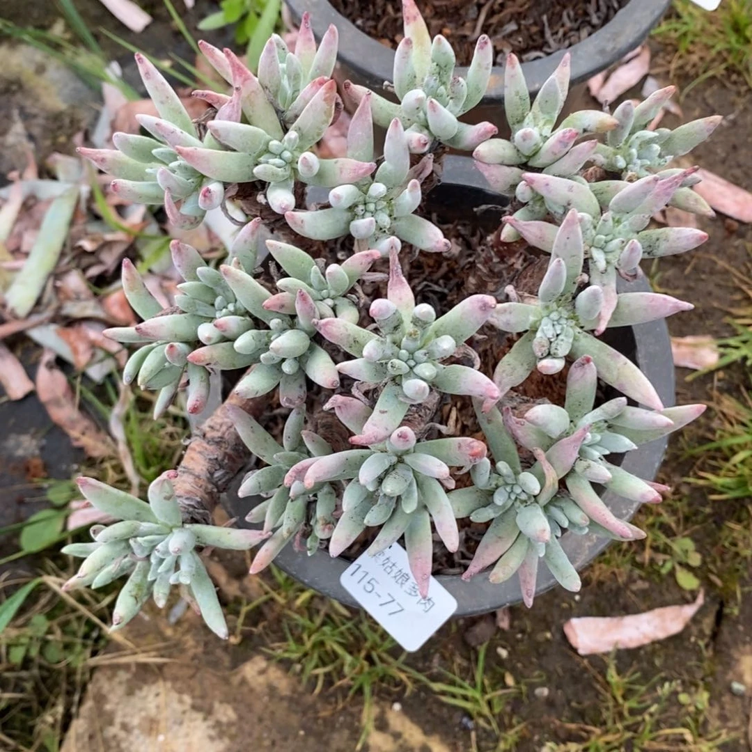 77号爱的群瑕疵瑕疵