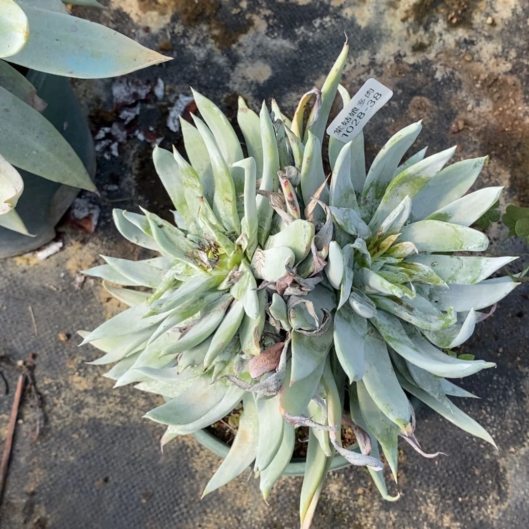 38号雪山瑕疵瑕疵