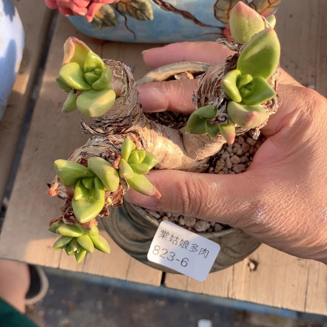 6号绿苹果叶小可爱