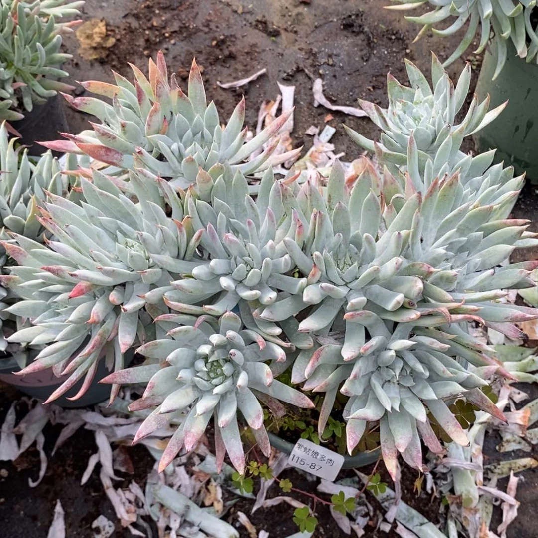 87号白菊杂大群瑕疵瑕疵