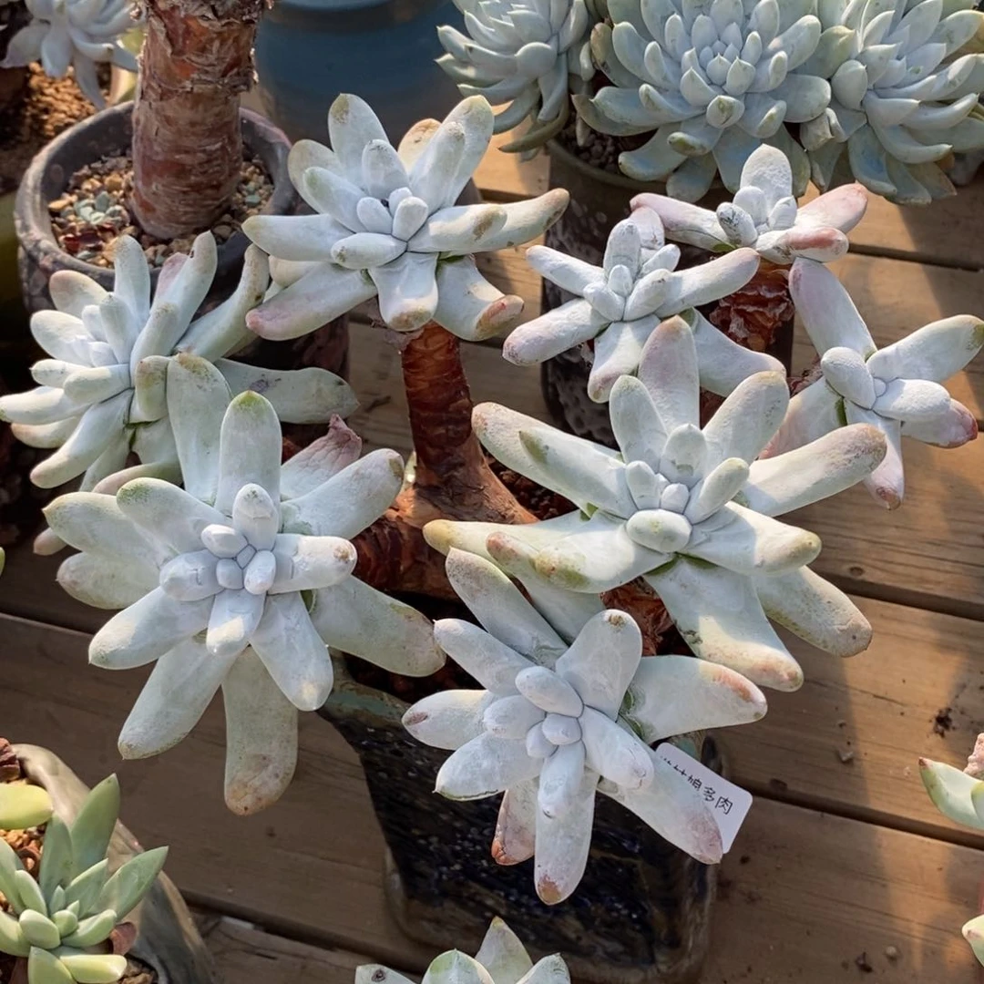 60号拇指大群瑕疵