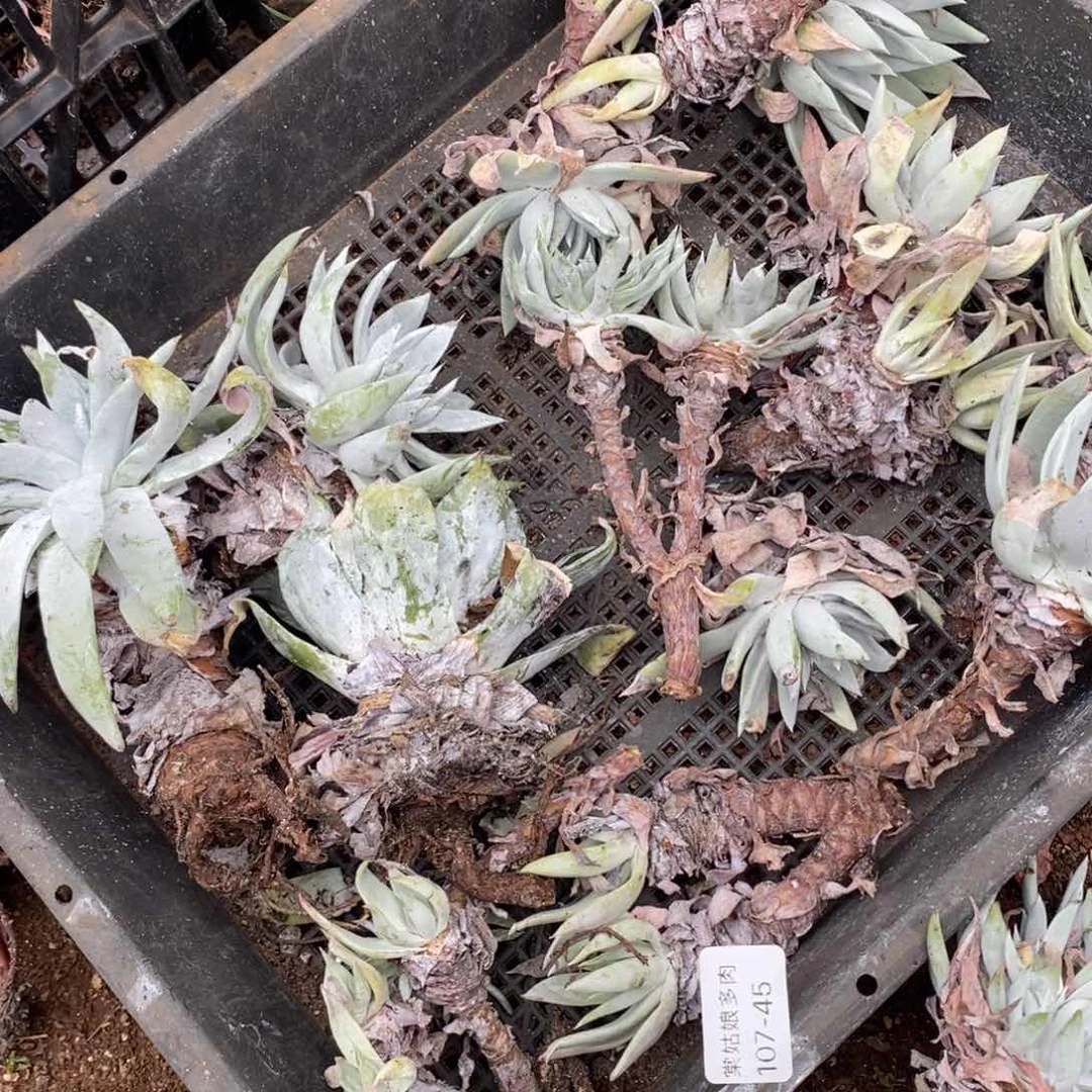 45号瑕疵瑕疵瑕疵凑单十块发货
