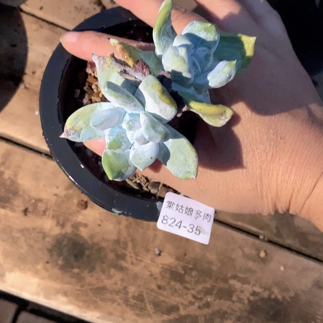 35号丸叶拇指小可爱