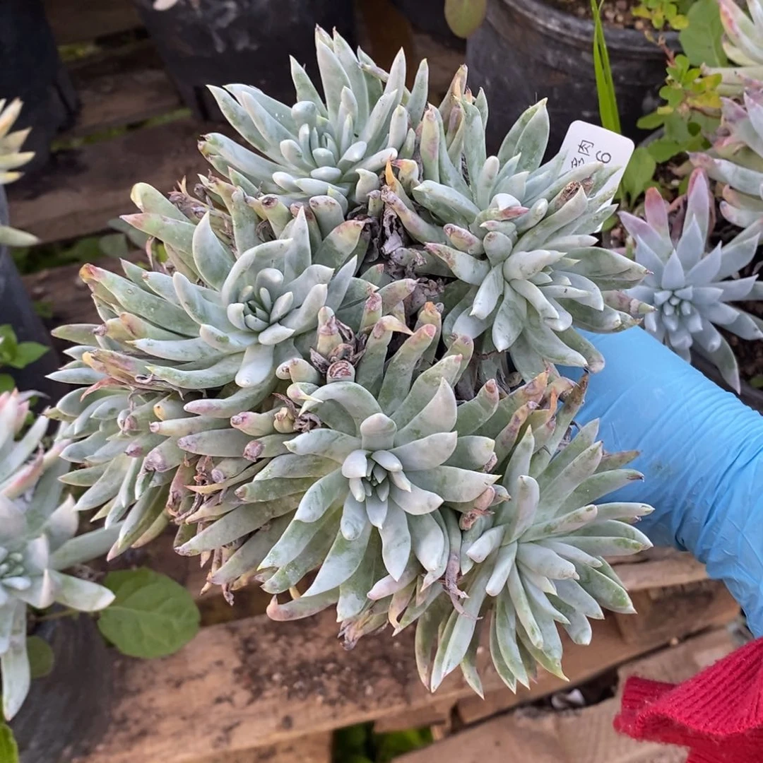 66号奴婢吉娜粗腿