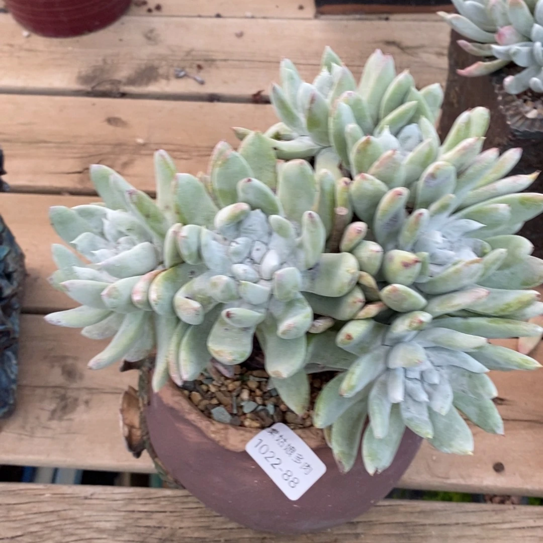 88号拇指杂苹果叶粗腿