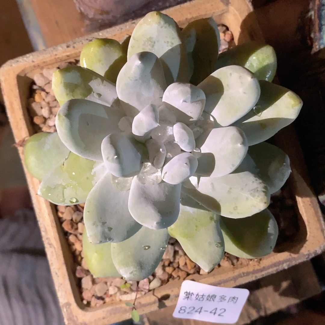 42号拇指小可爱吖