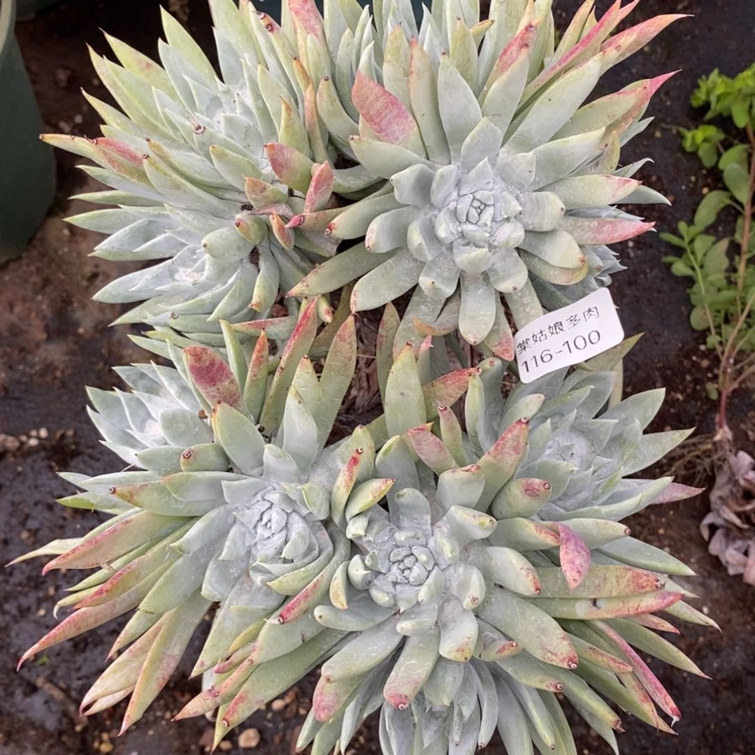 100号法瑞杂粗腿子