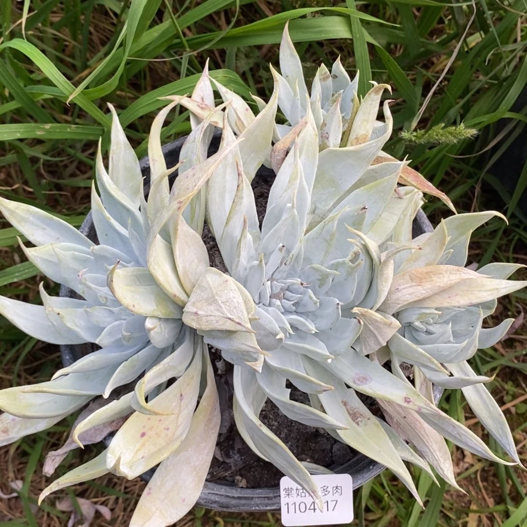 17号雪山粗腿子群