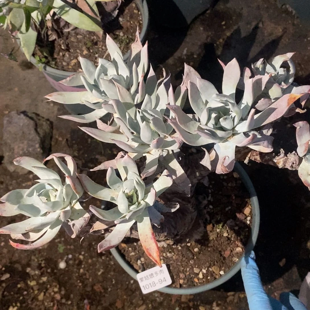 94号苹果叶瑕疵瑕疵