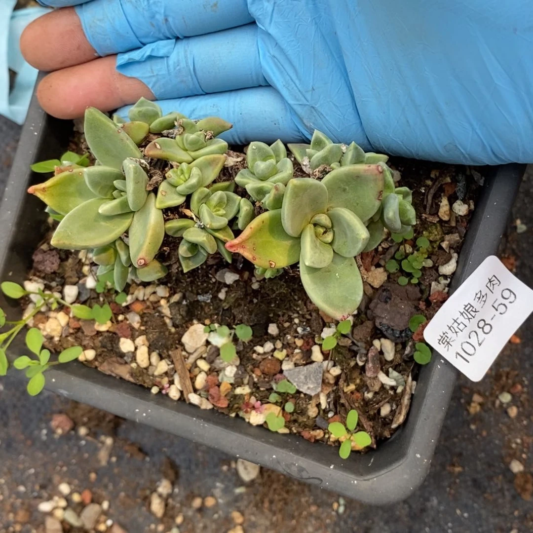 59号苹果叶粗腿子