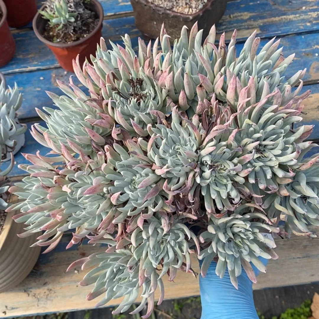 32号奴婢吉娜瑕疵瑕疵