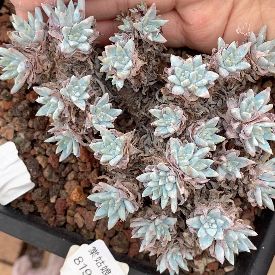 3号韩版丸叶白菊