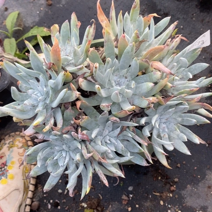 73号法瑞菊粗腿子瑕疵