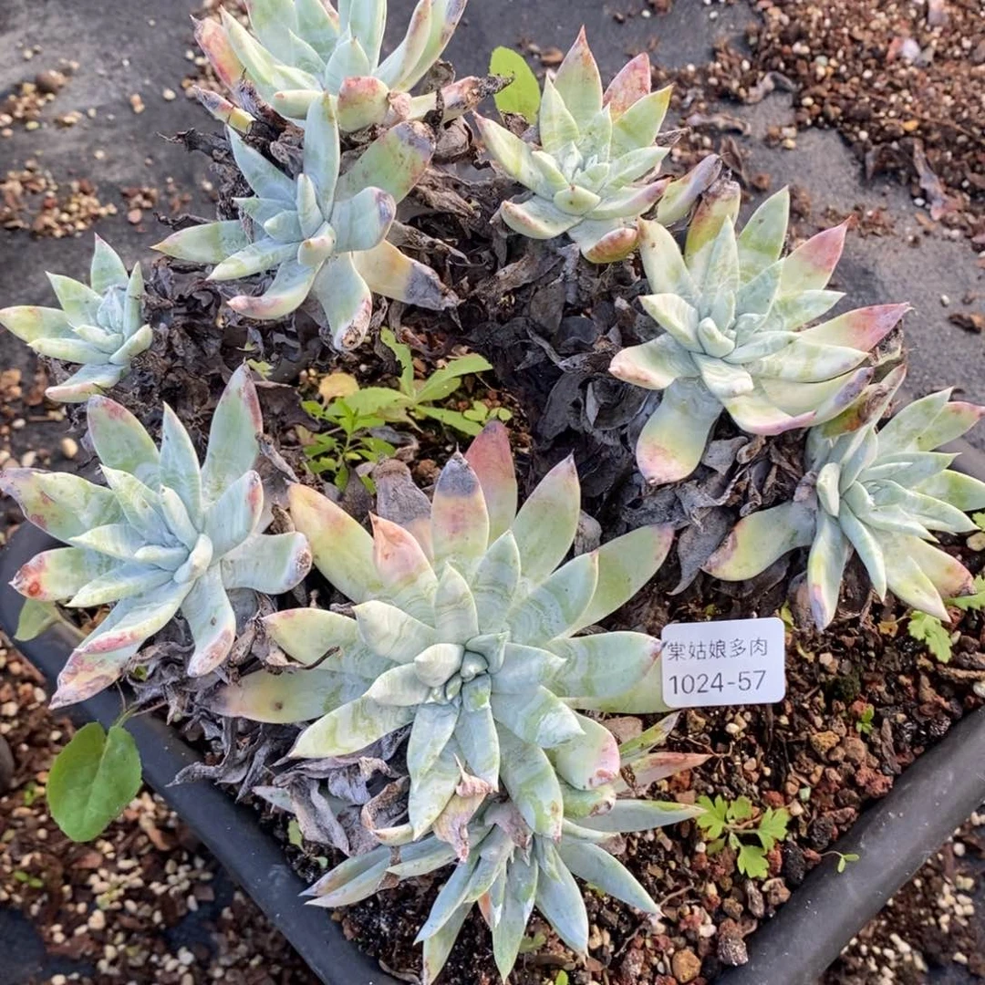 57号苹果叶粗腿子群