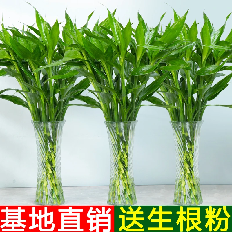 【富贵竹20颗包邮】水培植物客厅绿植水养室内植物养护开运竹观音竹