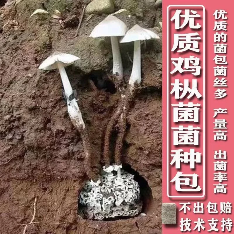 云南野生鸡枞菌种包蒜头鸡枞斗鸡菇三塔菌花盆四季可种辣味新鲜