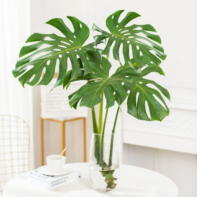 水培龟背竹老桩开背盆栽带根水养植物室内客厅四季常绿净化空气