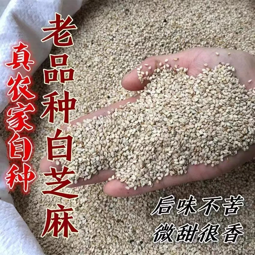 【农民电商】陕北旱地农家自种干净无沙生油芝麻老品种新芝麻