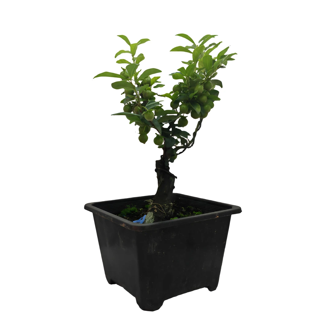 花卉绿植鲜花园艺家居摆件精品盆栽金弹子盆景素材金弹子金弹子树