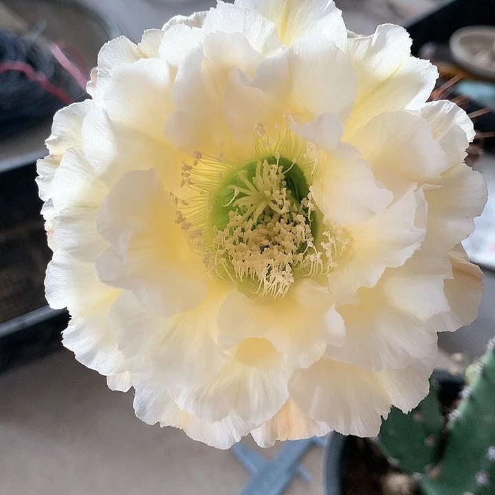 花样A-1大花重瓣奶黄白侧芽3公分起