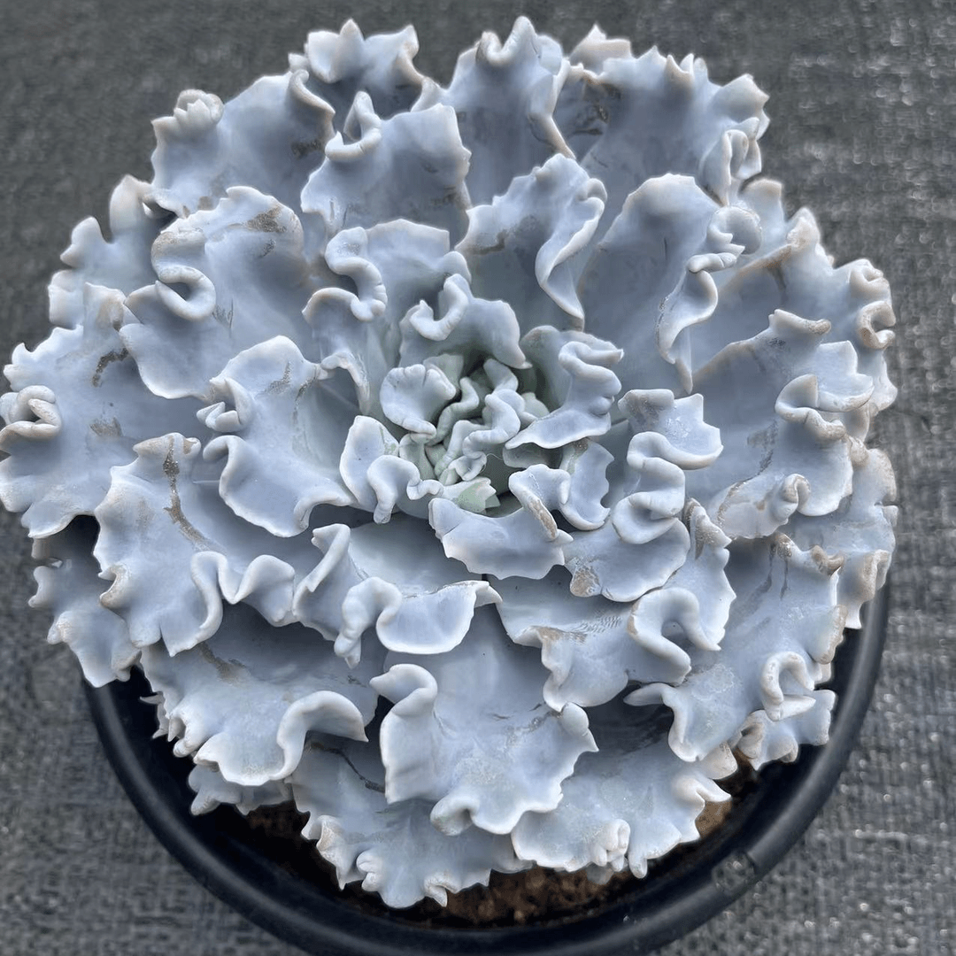 超大芭蕾舞者 白饺子皮 多肉植物实物上盆种植固定售后直径