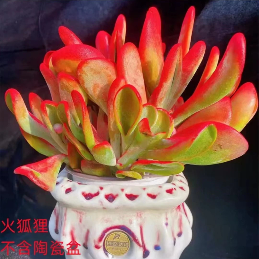 火狐狸 年宵花 非常好看又好养 一品多肉 夏季空气晚上耐旱