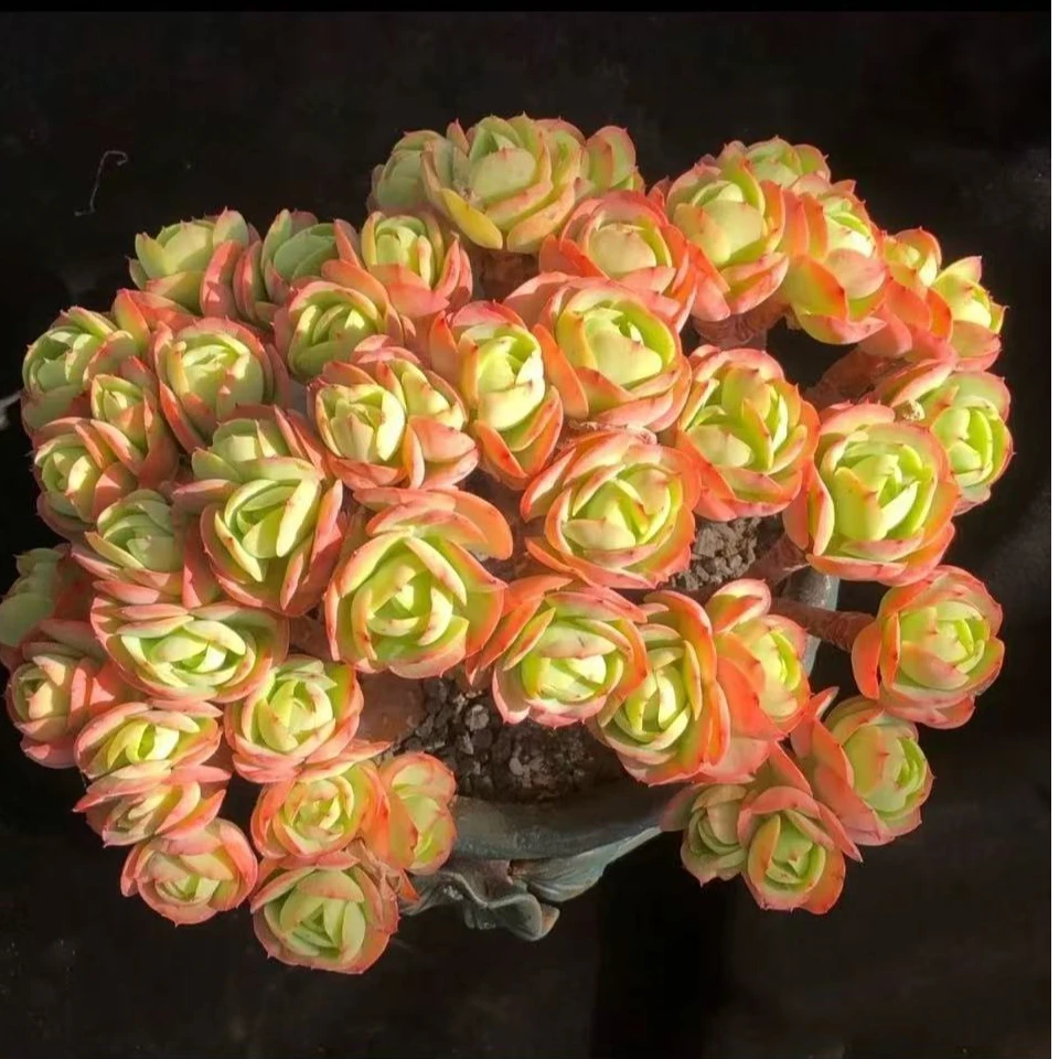 鸡蛋碧桃多肉植物 整桩 皮实好养活