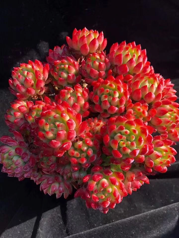 精品蓝精灵（蓝苹果）2盆 多肉植物 好养耐冻  新手好养实物上盆