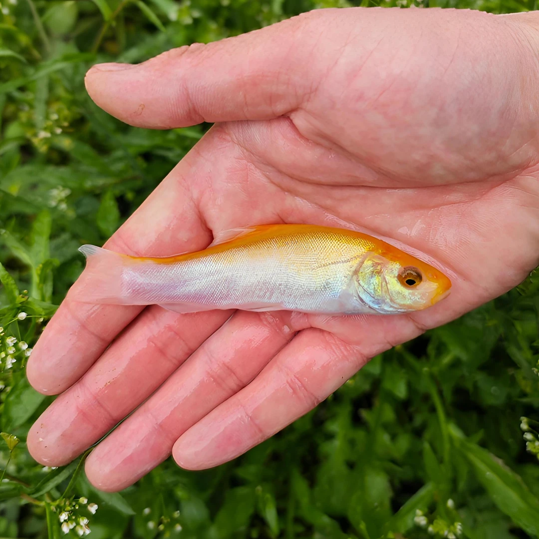 丁桂生态养殖优质渔场保活包赔