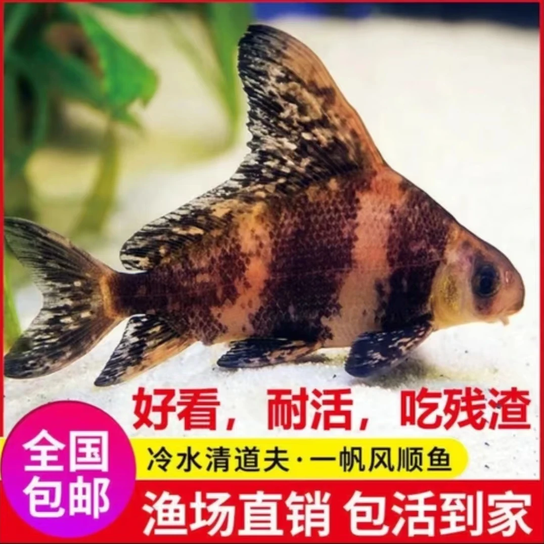 一帆风顺鱼清道夫观赏鱼吃粪便吃藻类好养好活