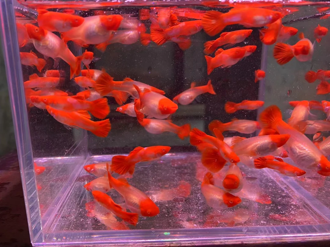 小型胎生观赏孔雀鱼热带鱼小鱼观赏鱼活体养鱼小型饲养混养活体