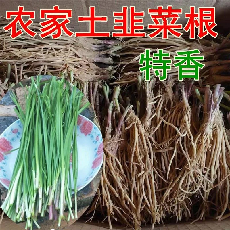 农家特香本地紫根头茬小细叶土韭菜根现挖四季韭菜苗阳台庭院绿植