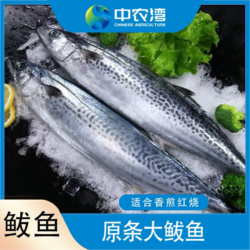 【中农湾】原条鲅鱼大鲅鱼净重4.5斤起（1斤以上/条共大青鱼3-4条）