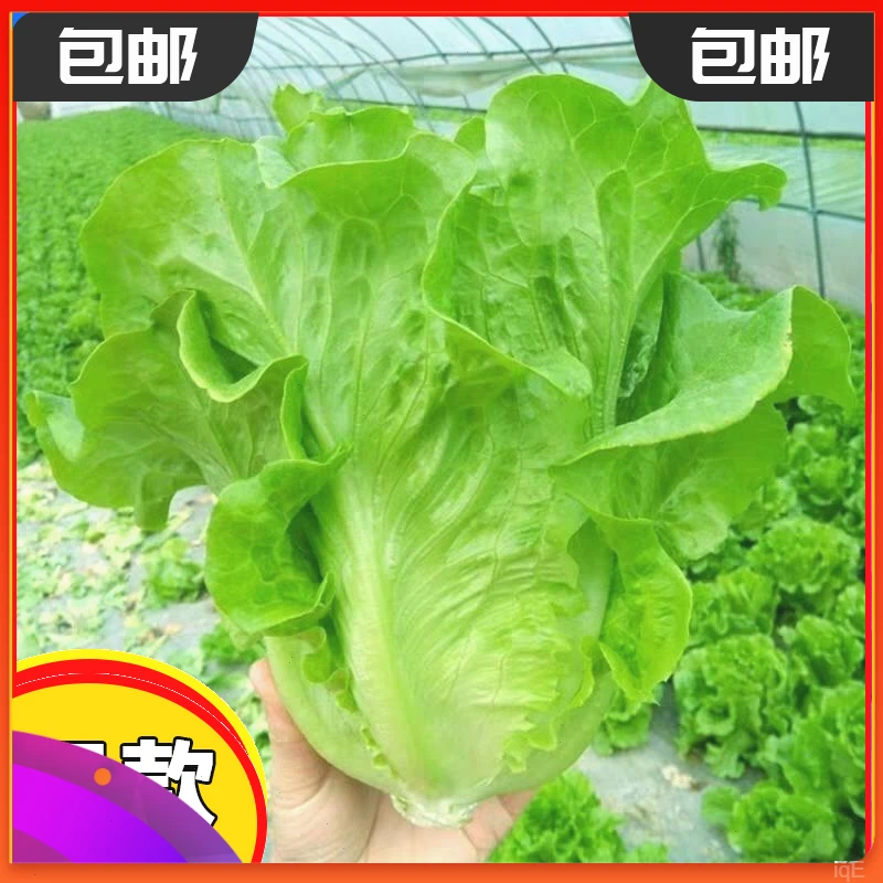 种球】蔬菜意大利籽耐生菜种子四季【播种抽苔可有生阳台吃专用