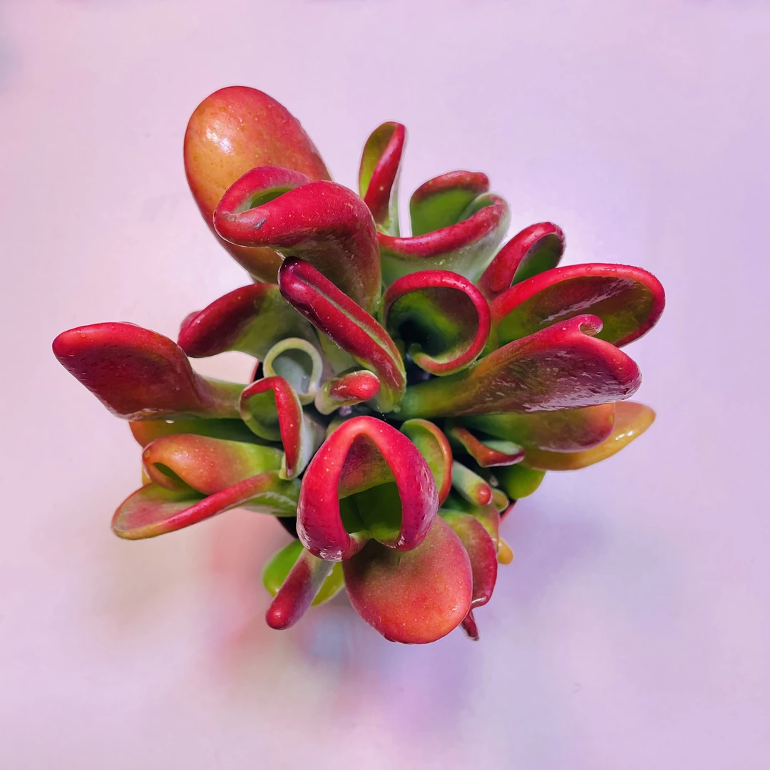 精控火狐狸多肉植物带盆土