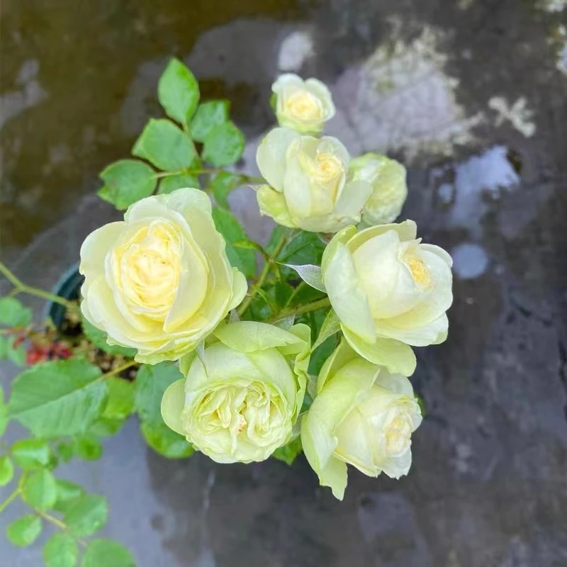 奶油龙沙微型月季花苗盆栽阳台丰花多季开花玫瑰花苗浓香花卉植物