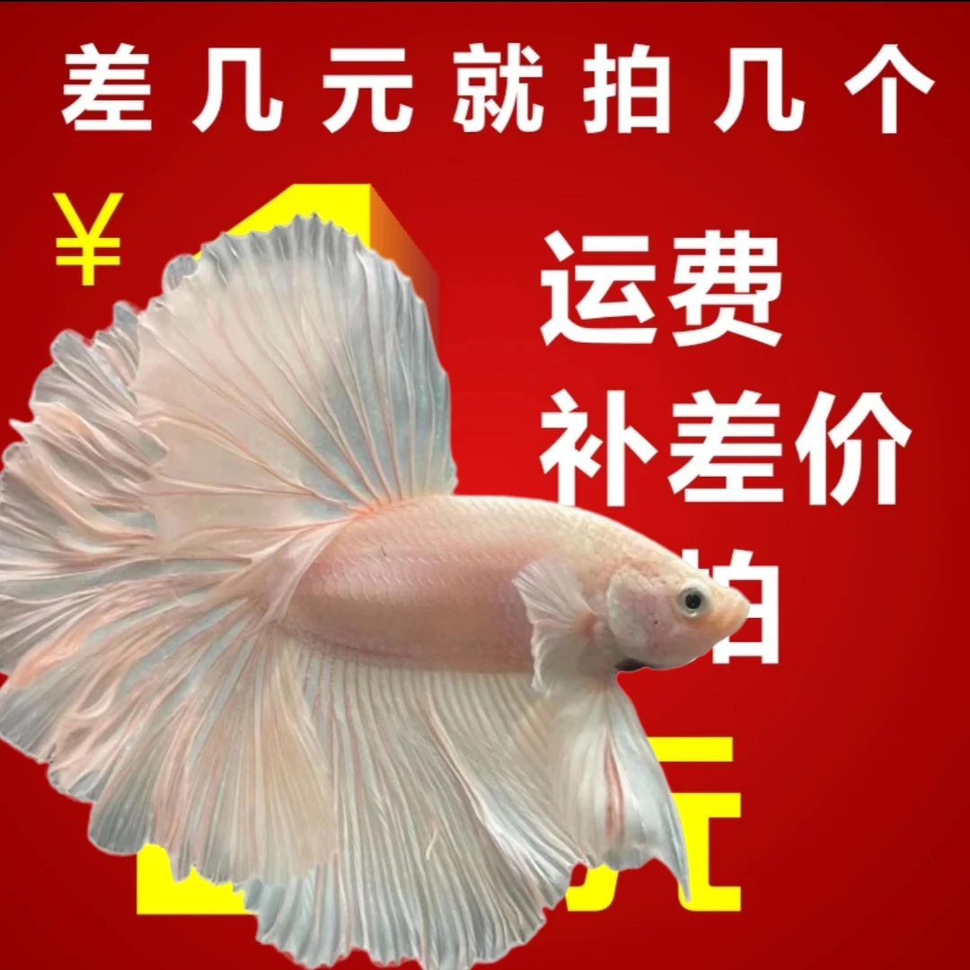 邮费/差价/定制费用专用[联系客服)