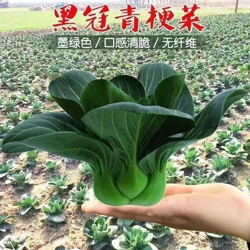 黑叶苏州青种矮脚青梗菜四季耐寒上海青农家自种青菜种