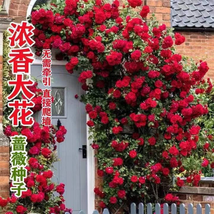 耐寒四季开花蔷薇花种子爬藤植物浓香大花地栽花卉攀爬庭院阳台