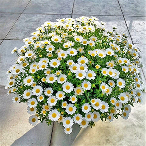 花爆盆小雏菊四季开花活盆栽洋甘菊室内外花种子大全