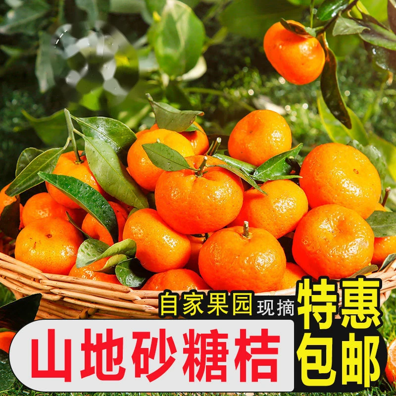 广西砂糖橘小桔子皮薄沙糖桔柑橘新鲜现摘现发应季水果
