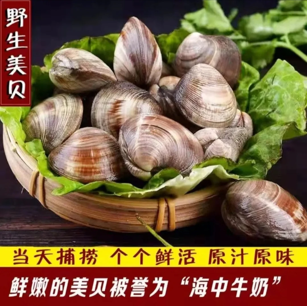 无沙鲜活大号美贝海蛤蜊新鲜蛤蜊大花甲大蛤蜊鲜活发货包鲜到家