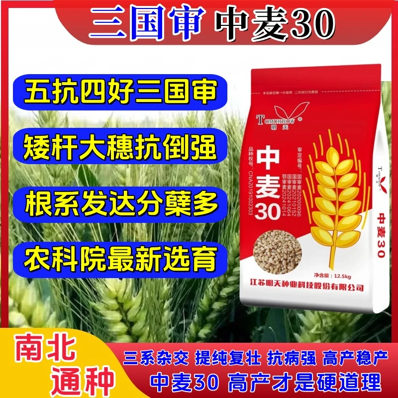 中麦30（三国审）矮杆大穗高产病抗倒耐旱小麦抗冻新品种