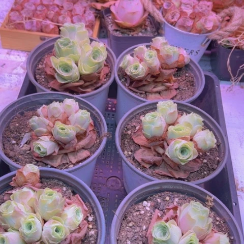 2-29山地玫瑰一颗福利