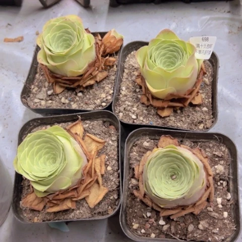698 山地玫瑰基地不包损
